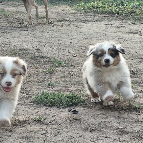 Chiots mâles bergers australiens #6