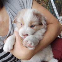 Chiots mâles bergers australiens #1