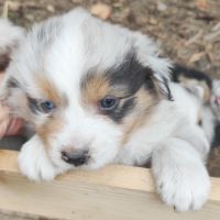 Chiots mâles bergers australiens #2
