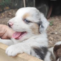 Chiots mâles bergers australiens #3