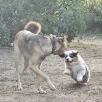 Chiots mâles bergers australiens #5