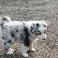Chiots mâles bergers australiens #7