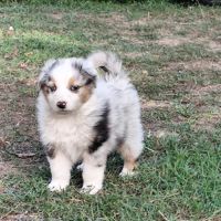 Chiots mâles bergers australiens