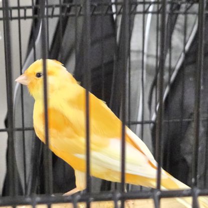 Canaris male grand chanteur #0
