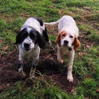 Deux freres recherchent une nouvelle famille