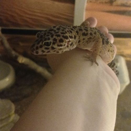 Recherche un gecko leopard male pour saillie #0