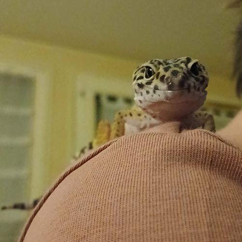 Recherche un gecko leopard male pour saillie #2