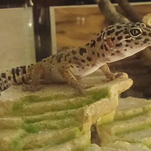 Recherche un gecko leopard male pour saillie #3