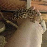 Recherche un gecko leopard male pour saillie