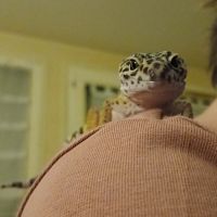 Recherche un gecko leopard male pour saillie #2