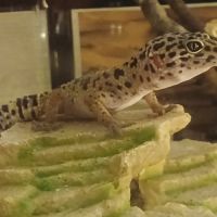Recherche un gecko leopard male pour saillie #3