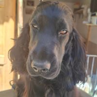 Portée de cocker anglais à venir #4
