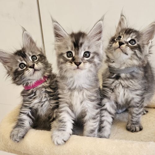Main coon loof #0