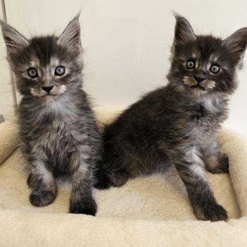 Main coon loof #2