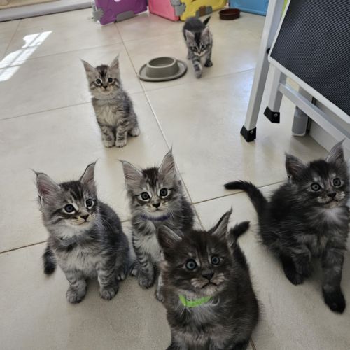 Main coon loof #3