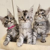 Main coon loof