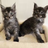 Main coon loof #2