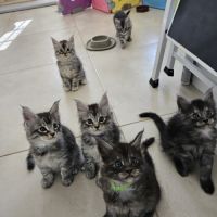 Main coon loof #3