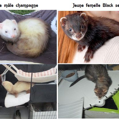 Furet mâle ou femelle croisé angora