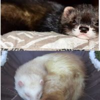 Furet mâle ou femelle croisé angora #2