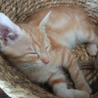 Sunny, adorable chaton à l'adoption #1