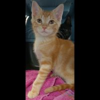 Sunny, adorable chaton à l'adoption
