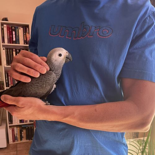 Perroquet gris du gabon bébé mâle #1