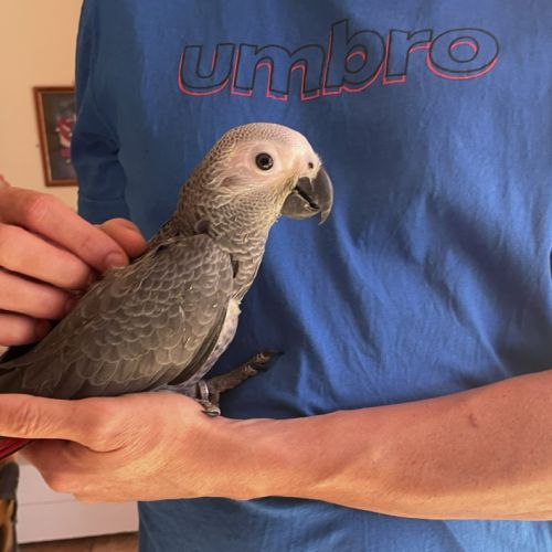 Perroquet gris du gabon bébé mâle