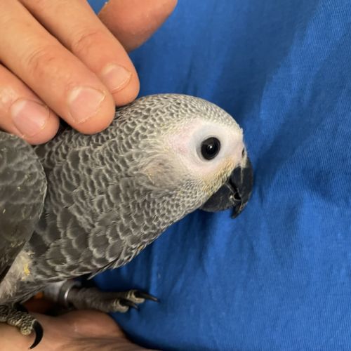 Perroquet gris du gabon bébé mâle #4