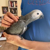 Perroquet gris du gabon bébé mâle #2