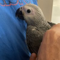 Perroquet gris du gabon bébé mâle #5