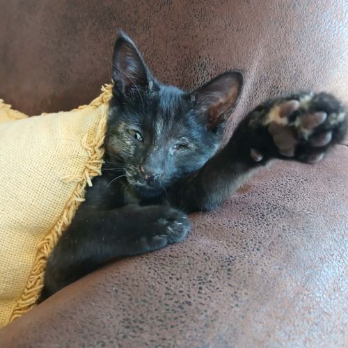 Blindy, adorable chaton à l'adoption #1