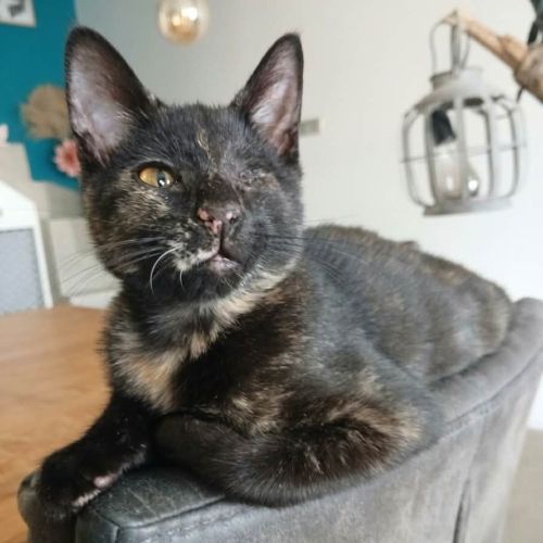 Blindy, adorable chaton à l'adoption