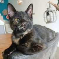 Blindy, adorable chaton à l'adoption