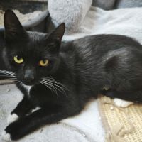 Olive-maman courage