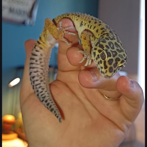 Gecko léopard  mâle #1