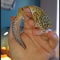 Gecko léopard  mâle #1