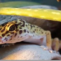 Gecko léopard  mâle
