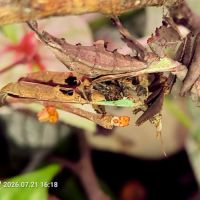 Mantes dragon stenophylla lobivertex l1/l2 #1