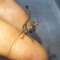Mantes dragon stenophylla lobivertex l1/l2 #6