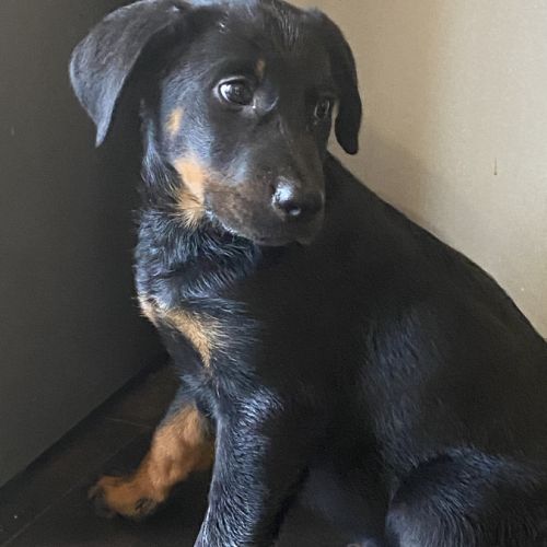 Magnifique chiot beauceron #1