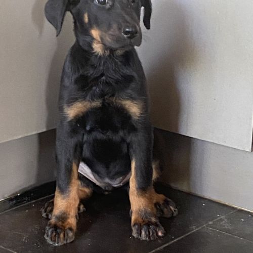 Magnifique chiot beauceron #2
