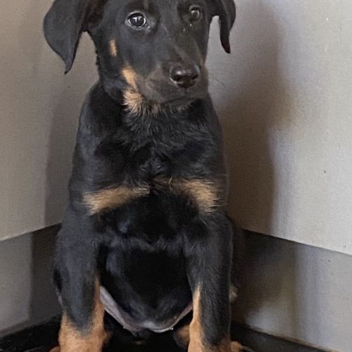 Magnifique chiot beauceron #4