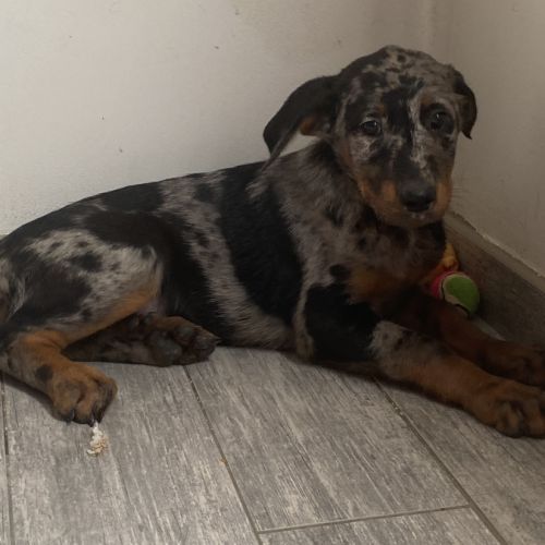 Magnifique chiot beauceron #5