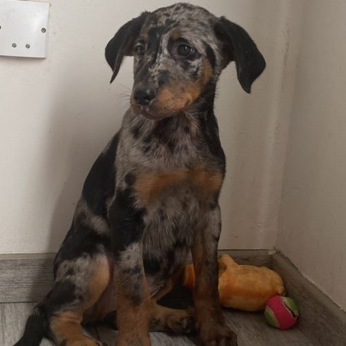 Magnifique chiot beauceron #6