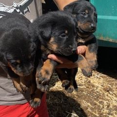 Magnifique chiot beauceron #8