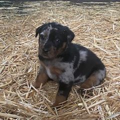Magnifique chiot beauceron #9