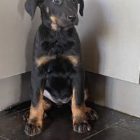 Magnifique chiot beauceron #2