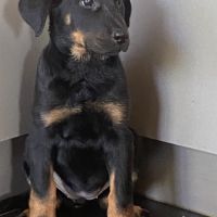 Magnifique chiot beauceron #3