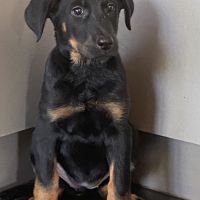 Magnifique chiot beauceron #4